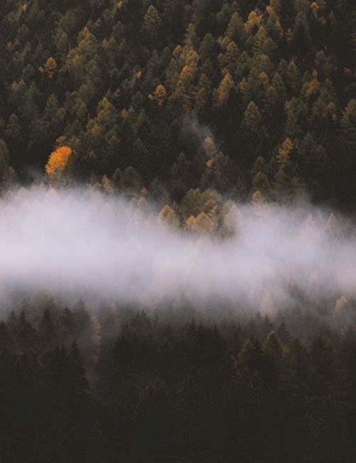 The image features a dense forest with layers of colorful trees peeking through a blanket of mist, creating a serene atmosphere.
